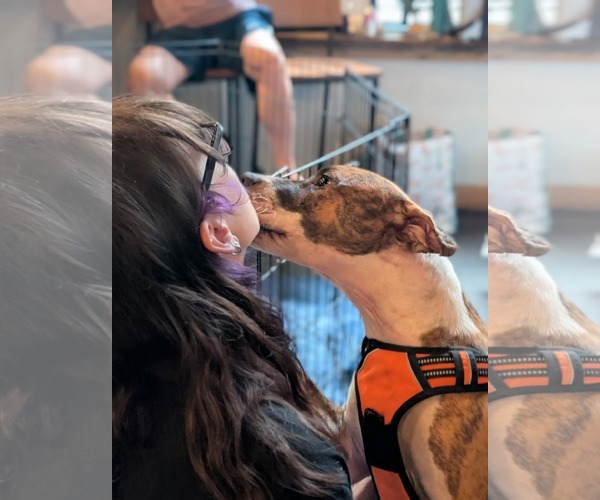 Medium Photo #12 Retriever -Unknown Mix Puppy For Sale in Holly Springs, NC, USA