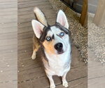 Small Siberian Husky