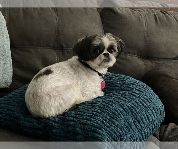Medium Photo #7 Shih Tzu-Unknown Mix Puppy For Sale in Farmington, MN, USA