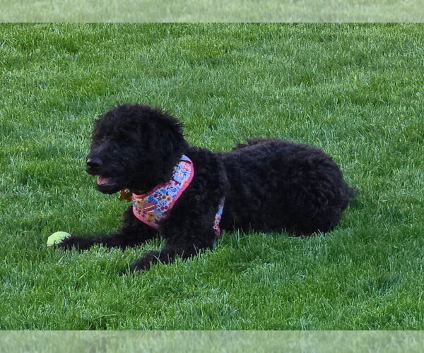 Medium Photo #2 Mutt Puppy For Sale in Mundelein, IL, USA