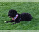 Small #1 Mutt