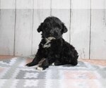 Puppy 0 Portuguese Water Dog