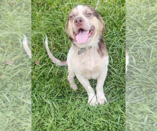 Medium Photo #5 Beagle Puppy For Sale in Tampa, FL, USA