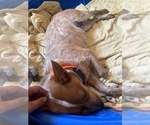 Small Photo #1 Australian Cattle Dog Puppy For Sale in SNOHOMISH, WA, USA