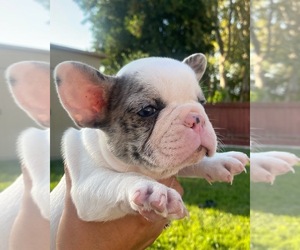 French Bulldog Puppy for sale in COLTON, CA, USA
