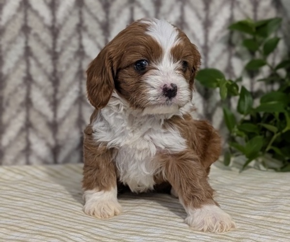 Medium Photo #26 Cavapoo (Miniature) Puppy For Sale in GOSHEN, IN, USA
