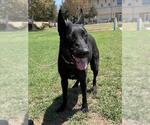Small #1 Labrador Retriever Mix