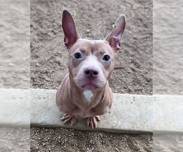 Medium Photo #1 Mutt Puppy For Sale in Plano, TX, USA