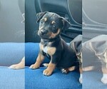 Puppy Joe Jack Russell Terrier