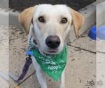 Small Photo #10 Carolina Dog-Labrador Retriever Mix Puppy For Sale in Washington, DC, USA