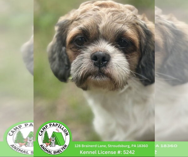 Medium Photo #1 Shih Tzu Puppy For Sale in Stroudsburg, PA, USA
