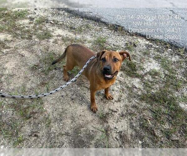 Medium Photo #1 Black Mouth Cur-Unknown Mix Puppy For Sale in Ocala, FL, USA