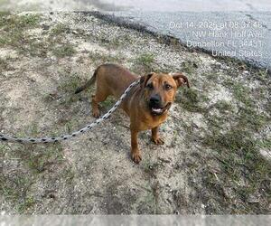A392051 - Female Black Mouth Cur-Unknown Mix Dog for Adoption
