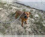 A392051 - Female Black Mouth Cur-Unknown Mix Dog for Adoption - Small photo