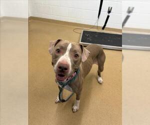 American Pit Bull Terrier Dogs for adoption in Derwood, MD, USA