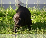 Small Photo #20 Labrador Retriever Puppy For Sale in RICHMOND HILL, GA, USA