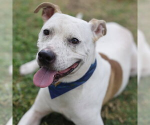 American Staffordshire Terrier Dogs for adoption in San Antonio, TX, USA