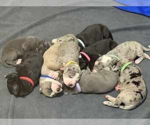 Great Dane Puppy for sale in RANSOMVILLE, NY, USA