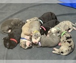 Image preview for Ad Listing. Nickname: Litter of 9