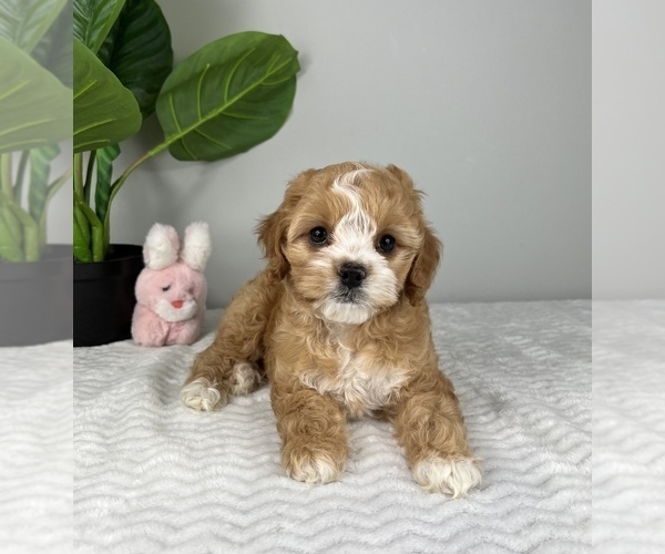 Medium Photo #1 Cockapoo Puppy For Sale in FRANKLIN, IN, USA