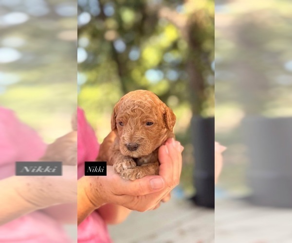Medium Photo #2 Goldendoodle Puppy For Sale in HILLSBORO, TX, USA