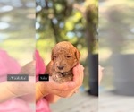 Nikki - Female Goldendoodle Puppy for Sale - Photo #2