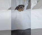 Small #2 Yorkshire Terrier