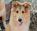 Small Collie