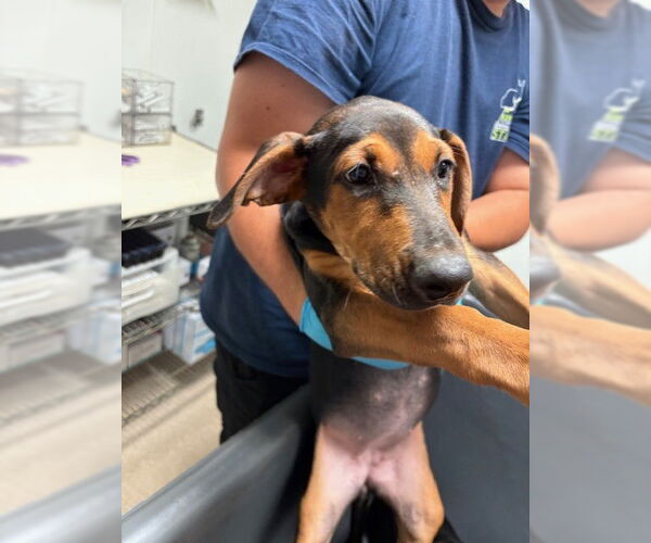 Medium Photo #1 Doberman Pinscher-Unknown Mix Puppy For Sale in Bakersfield, CA, USA