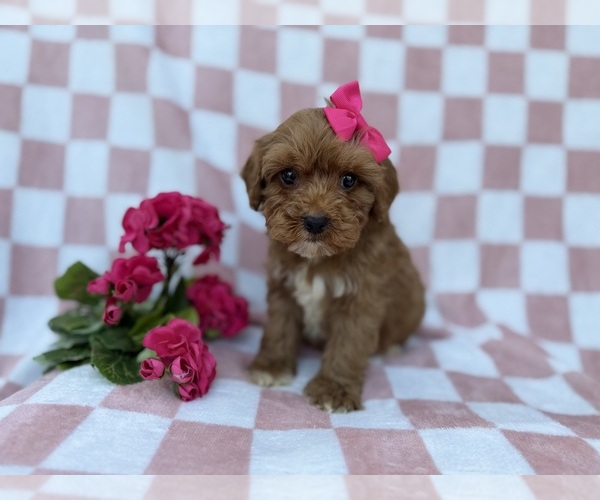 Medium Photo #2 Cavapoo (Miniature) Puppy For Sale in LAKELAND, FL, USA