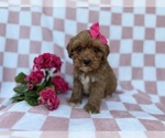 Small #1 Cavapoo (Miniature)