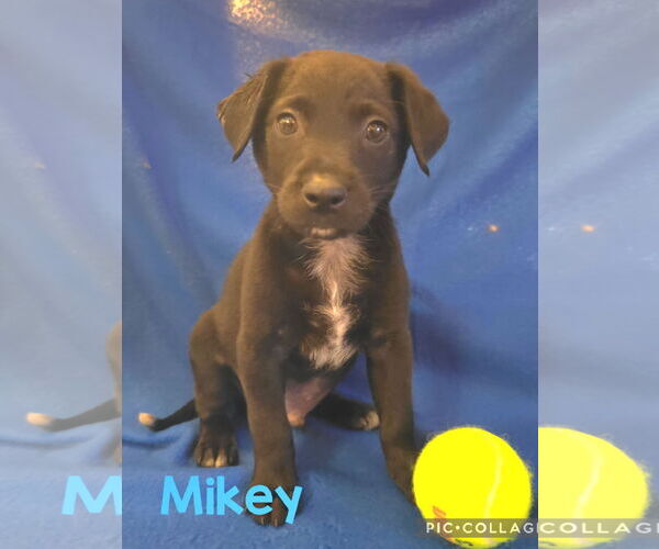Medium Photo #1 Labrador Retriever-Unknown Mix Puppy For Sale in Royal Palm Beach, FL, USA