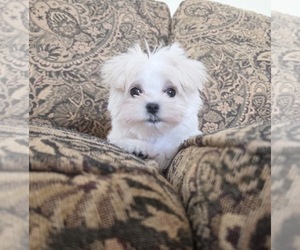 Maltese Puppy for sale in SANTA CLARITA, CA, USA