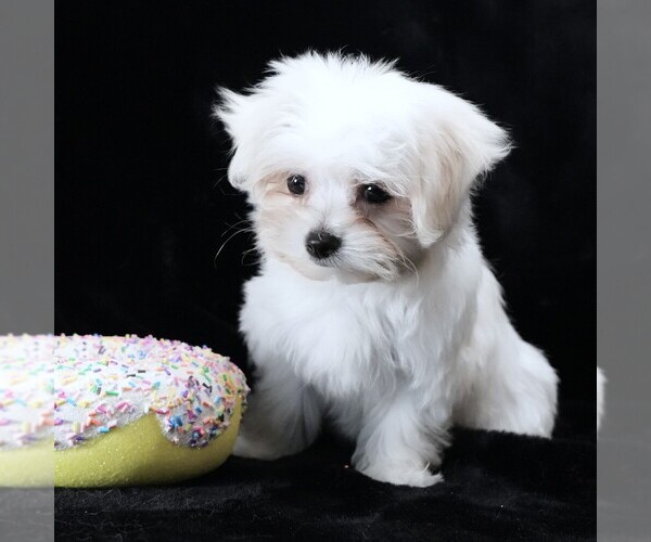 Medium Photo #4 Maltese Puppy For Sale in ROCK VALLEY, IA, USA