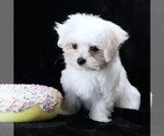 Small #3 Maltese