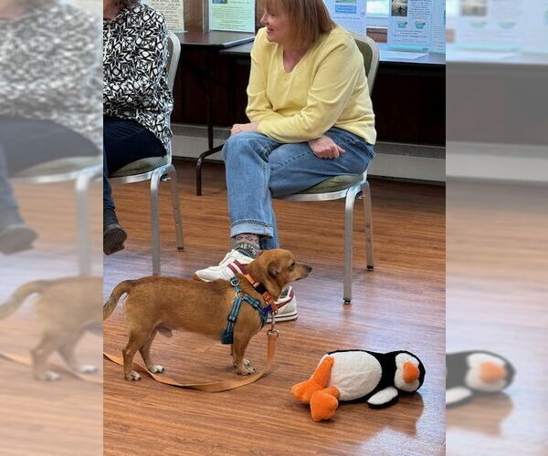 Medium Photo #7 Chiweenie Puppy For Sale in East Derry, NH, USA