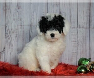Poodle (Miniature)-Sheepadoodle Mix Puppy for sale in FREDERICKSBG, OH, USA