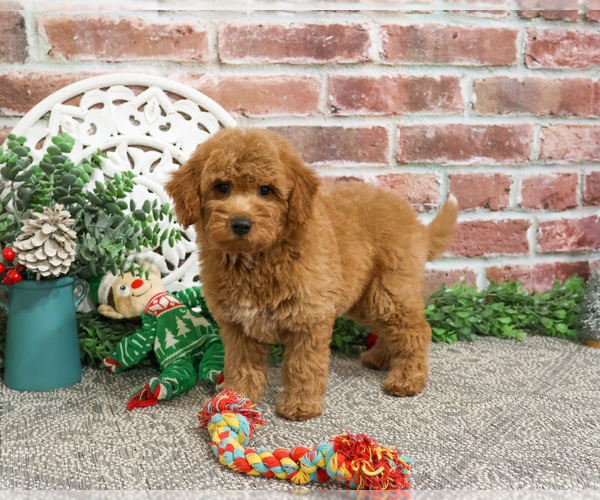 Medium Photo #15 Goldendoodle Puppy For Sale in SYRACUSE, IN, USA