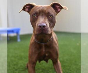 American Staffordshire Terrier-Unknown Mix Dogs for adoption in San Antonio, TX, USA