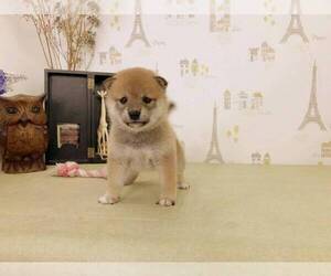 Shiba Inu Puppy for sale in LOS ANGELES, CA, USA
