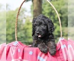 Small #2 Goldendoodle-Poodle (Standard) Mix