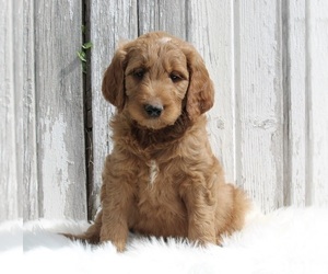 Goldendoodle Puppy for sale in MILLERSBURG, OH, USA