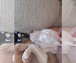 Small #3 Labrador Retriever Mix