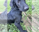 Small #7 Flat Coated Retriever-Golden Retriever Mix