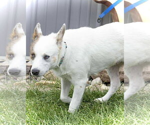 Aria - Female Mutt Dog for Adoption - Photo #3