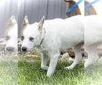 Small #2 Mutt