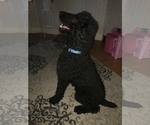 Small Photo #12 Labradoodle Puppy For Sale in SUTHERLIN, OR, USA
