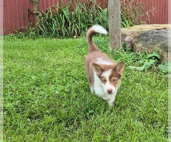 Medium Photo #5 Border-Aussie Puppy For Sale in BLUE RIVER, WI, USA