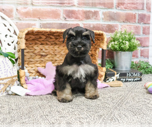 Schnauzer (Miniature) Puppy for sale in SYRACUSE, IN, USA