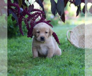 Labrador Retriever Puppy for sale in HYDE PARK, VT, USA